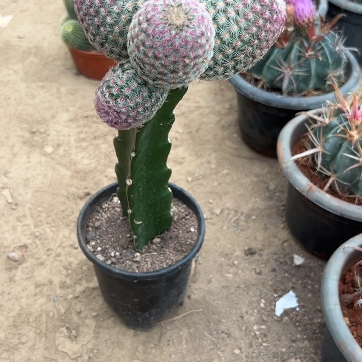 福***啦吉祥如意等名家的