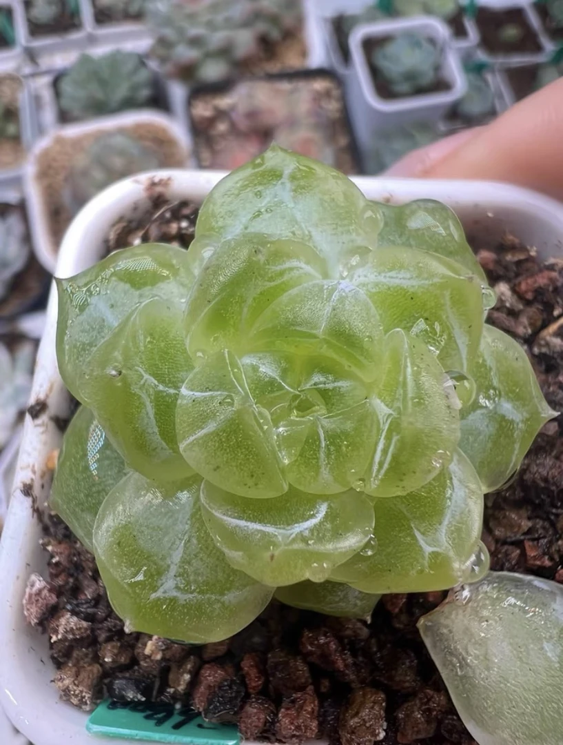 钻石珍妮多肉直播间选同款