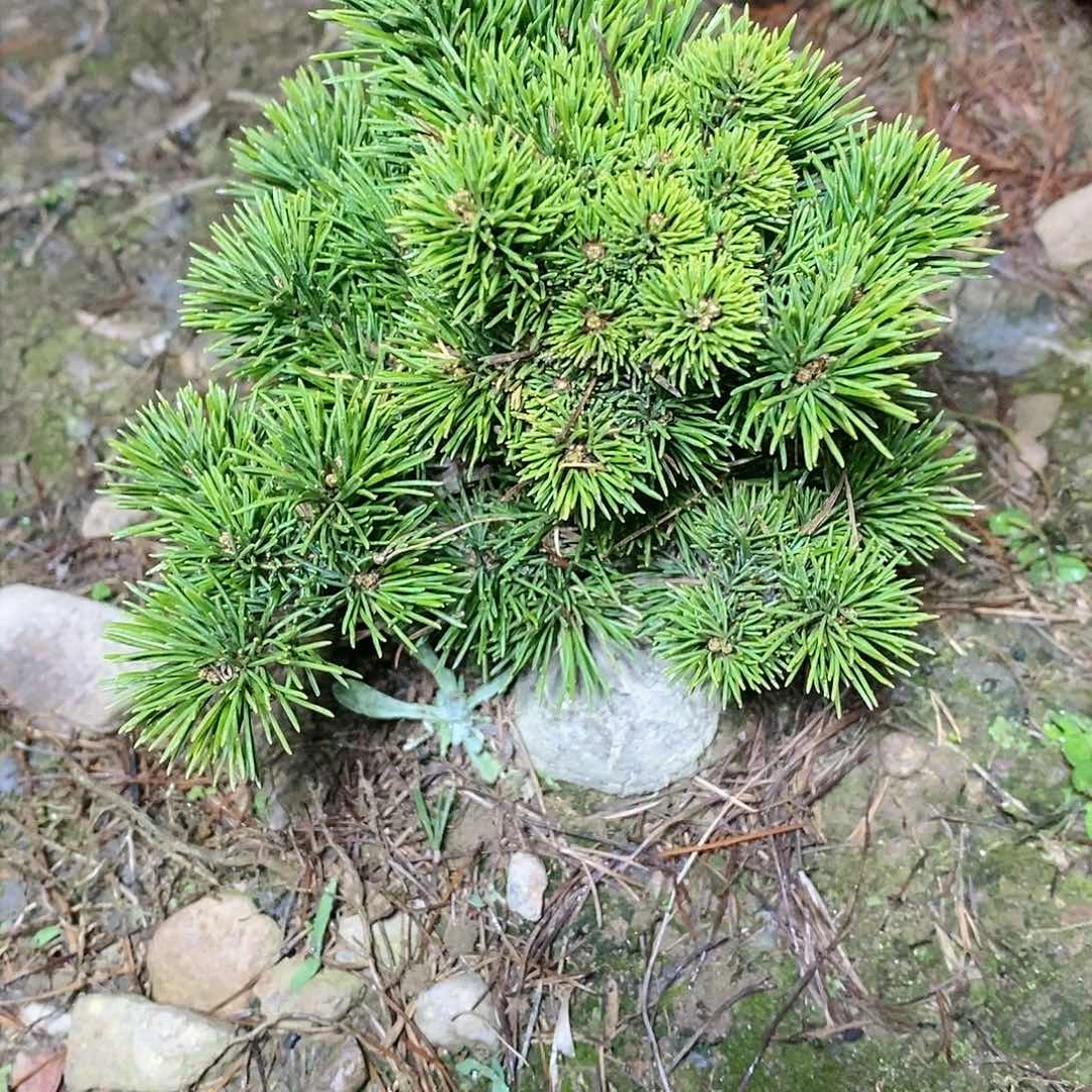 【闪购商品】无花朵?**?