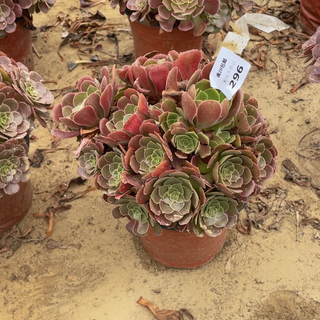 296荷兰量法师多肉断枝不包