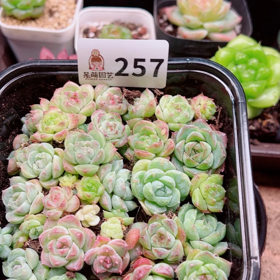 多肉植物多肉植物