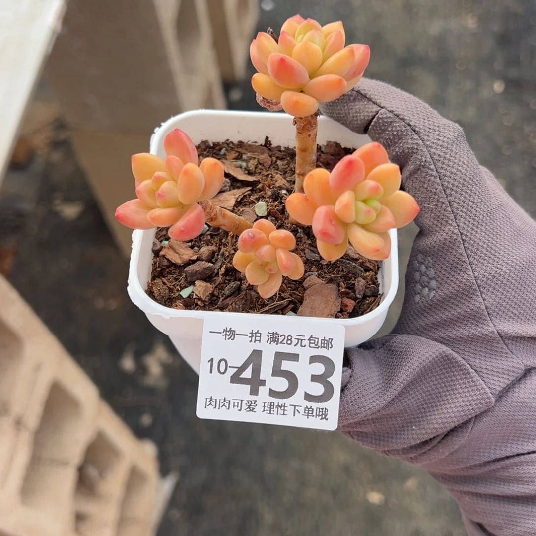 S****a香格里拉多肉多肉多肉多肉