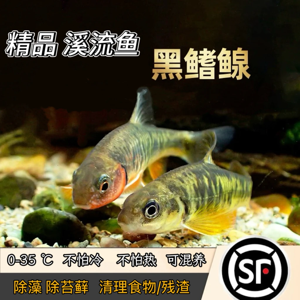 黑鳍鳈底层群游原生溪流鱼清洁除藻除油膜冷水淡水观赏鱼好养耐活