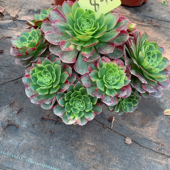 842奶白多肉一物一拍～