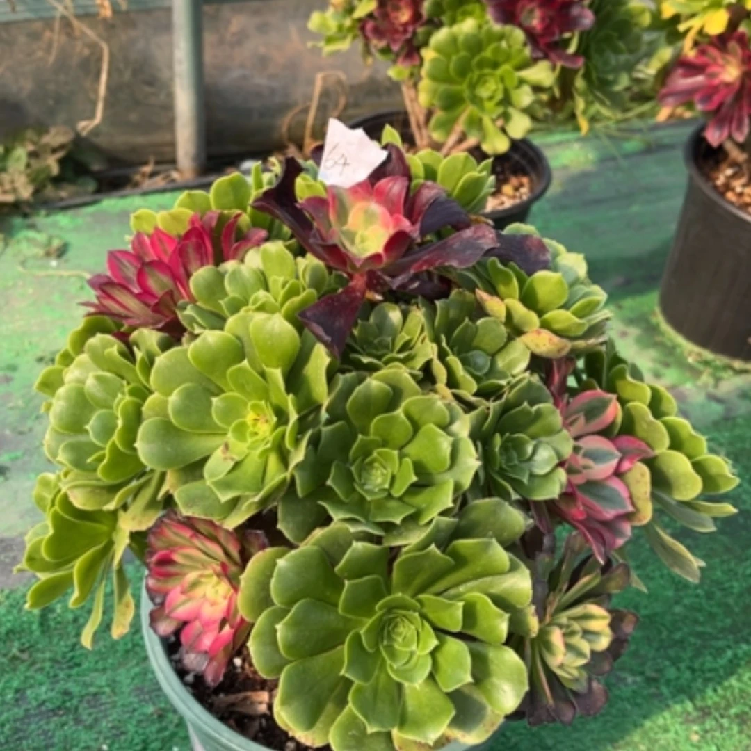 【闪购商品】64嫁接多肉法师