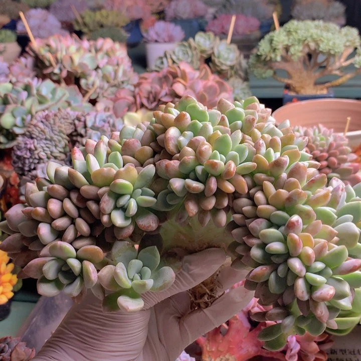 花瓣鹿自然朵朵无砍