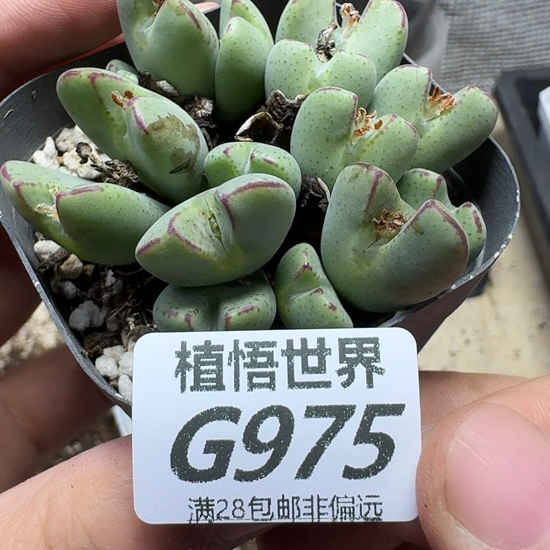 多肉植物的人啊fbnn