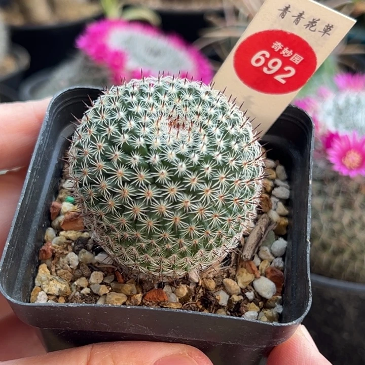 实生欧系恋山彦云裳丸4.4cm