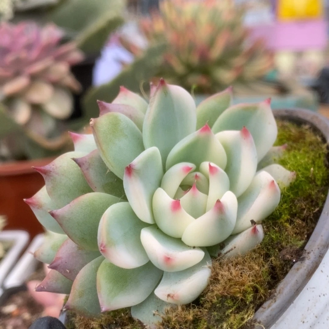 723锦锦锦锦锦锦锦锦