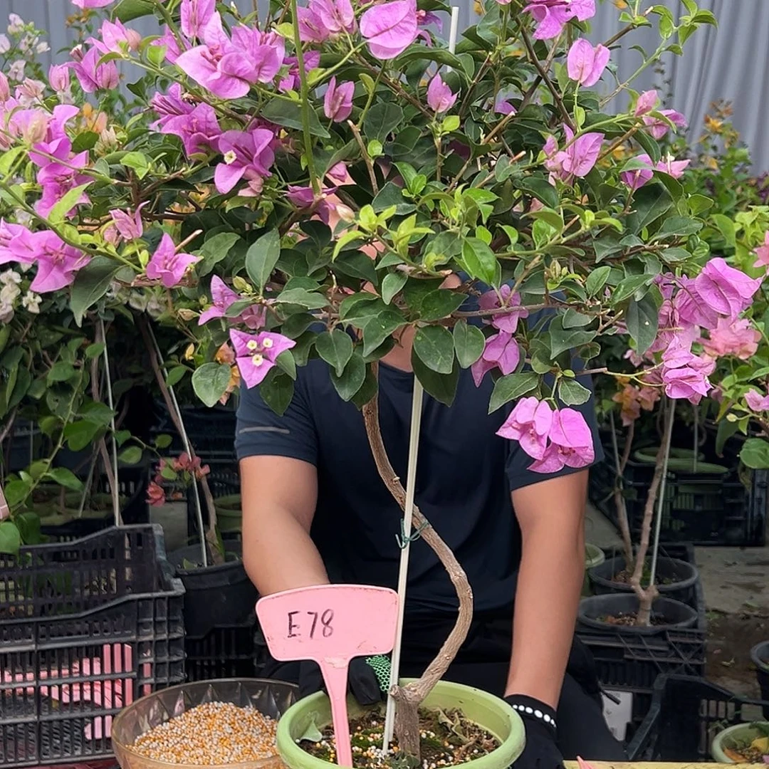 紫****当前无花栽培后可以开花E78雪紫