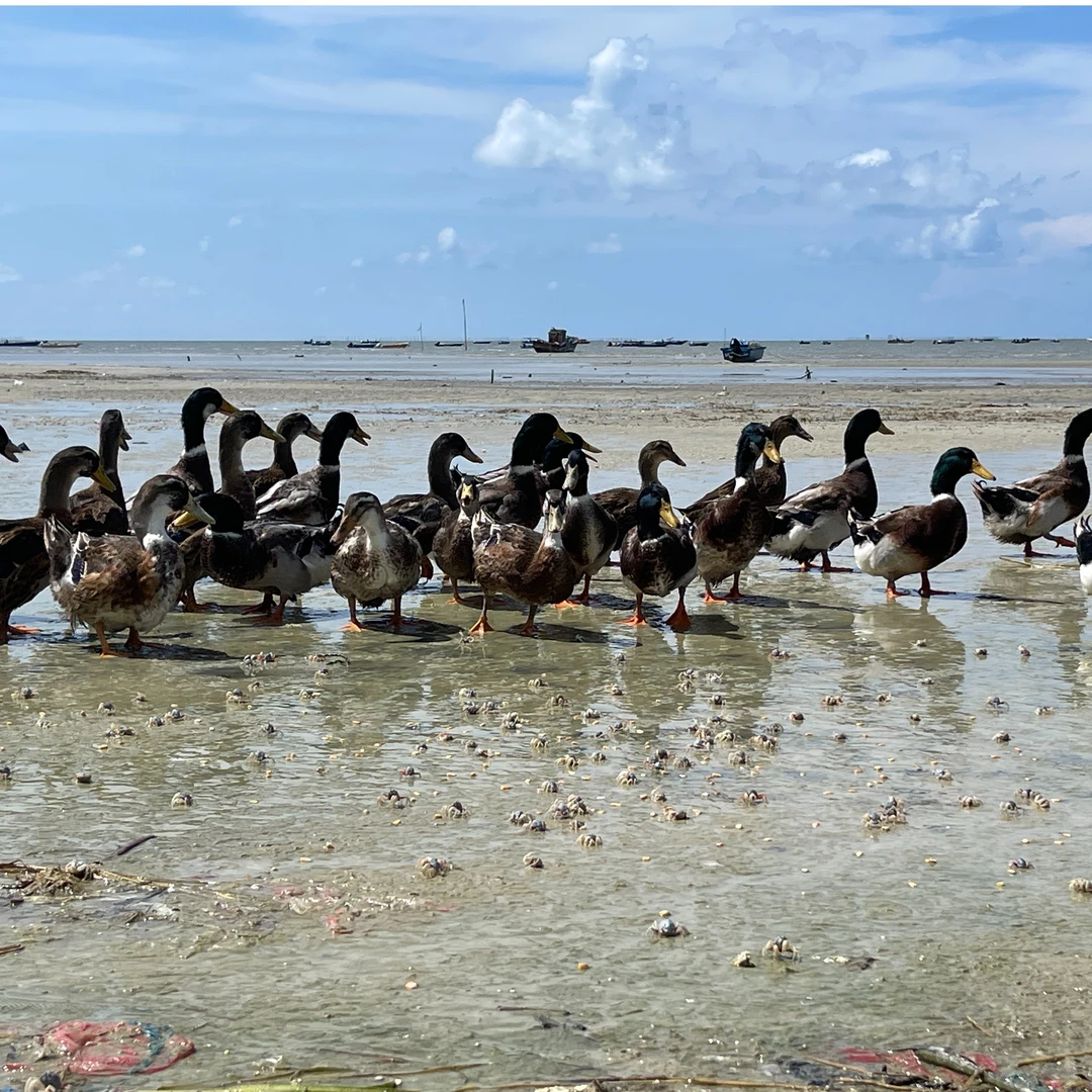 6个月广西北海海边散养麻鸭一只