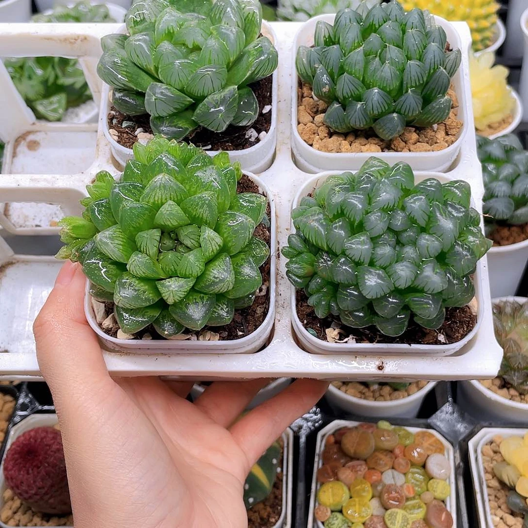 玉露四件套多肉，白盆