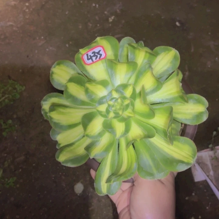 一物一拍暴君435