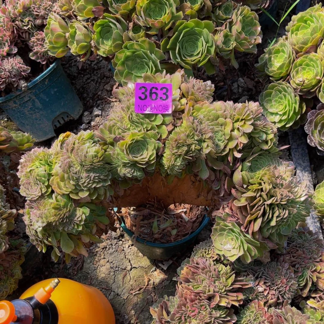 万圣节法师缀题啊6-37