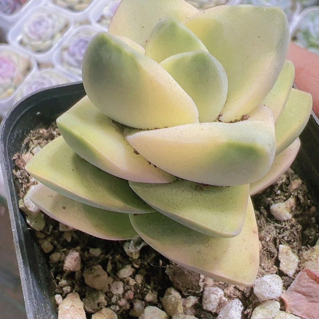 纪之川锦19包邮多肉