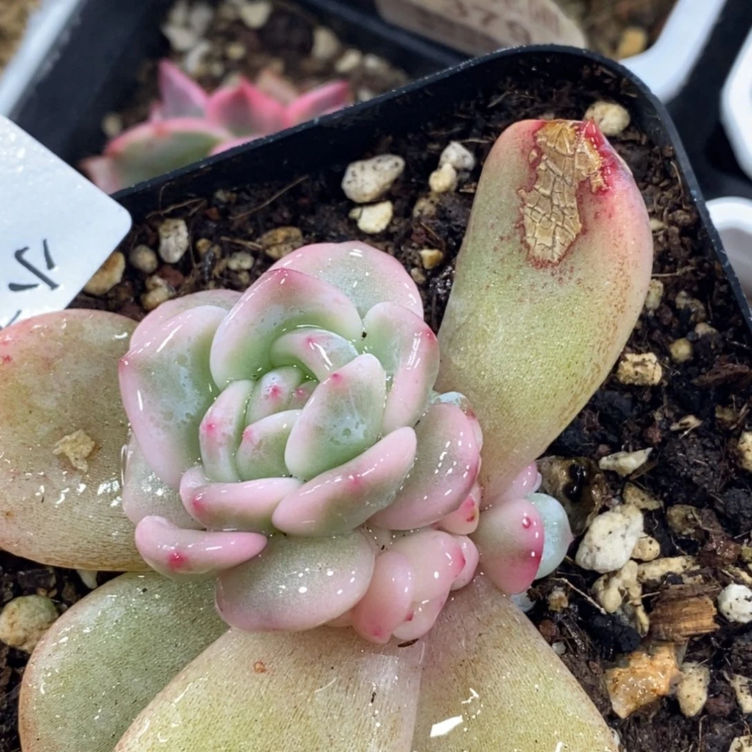 844梦露锦底座福利款