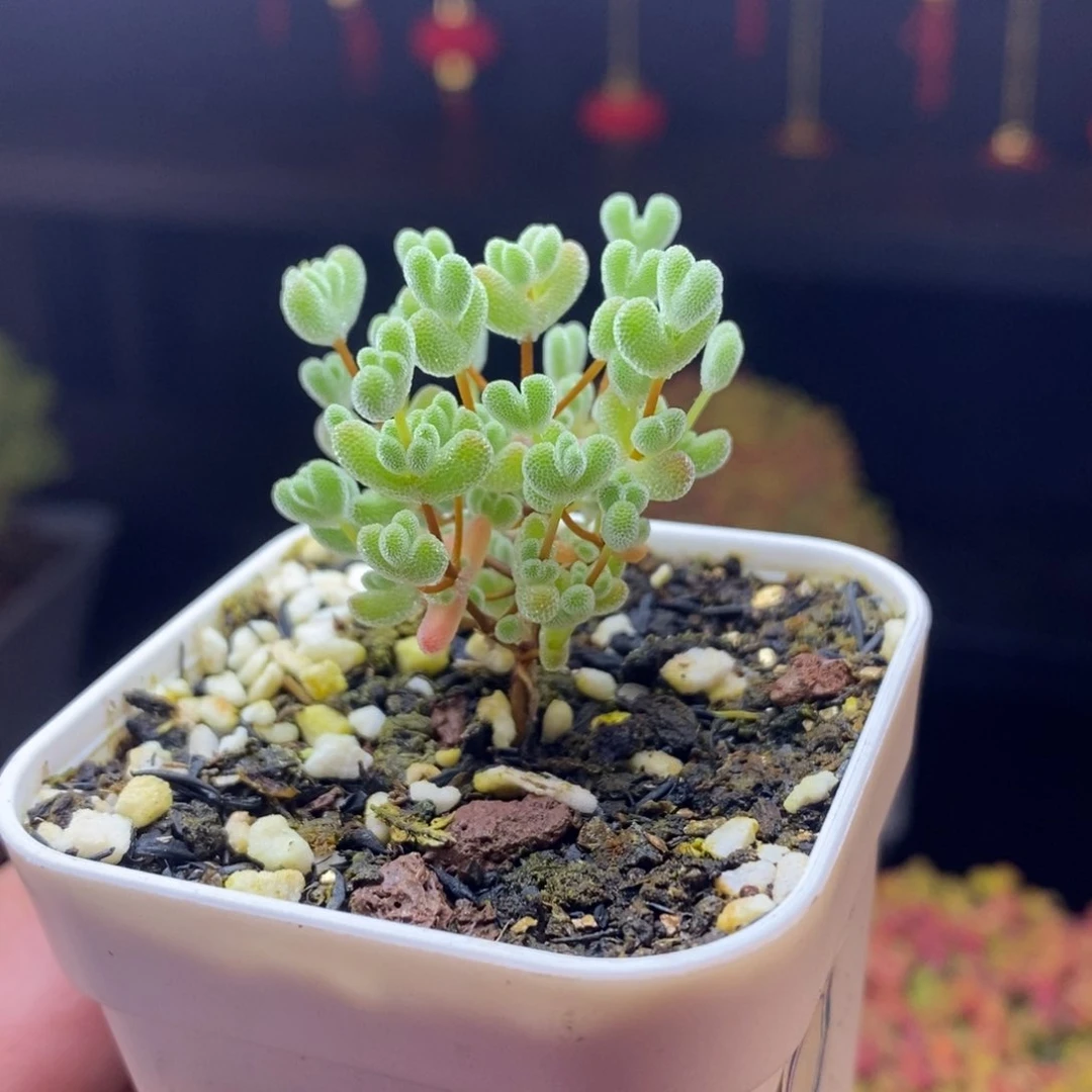 290号实生莱斯枝干多肉