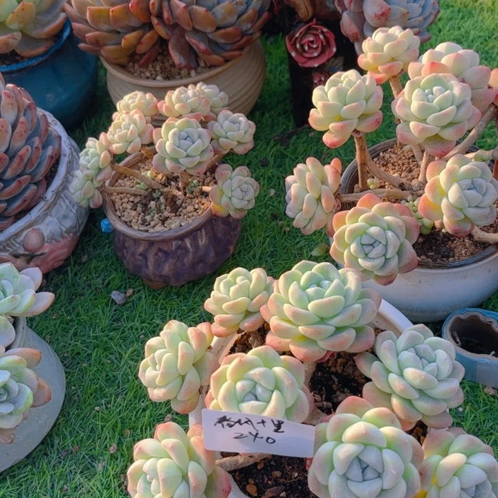 嫁接冰玉多肉植物