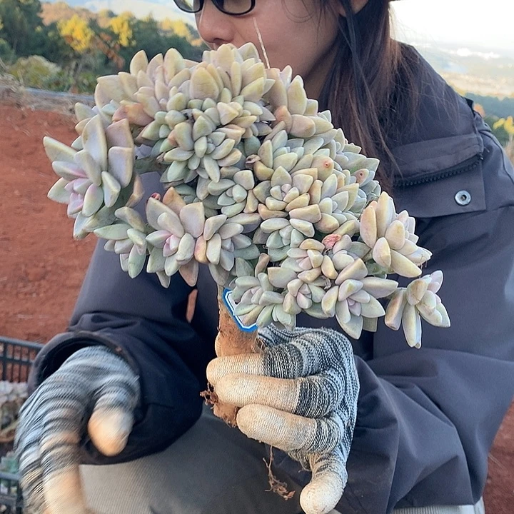 793 淡雪缀 一物一拍