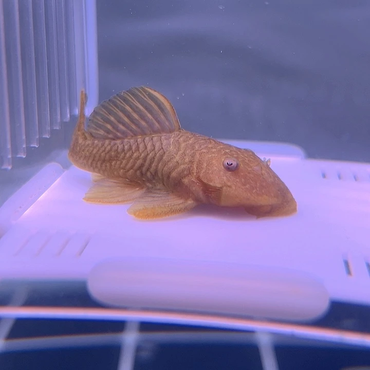 清道夫鱼1-016黑金刚达摩一条尺寸6.5-7