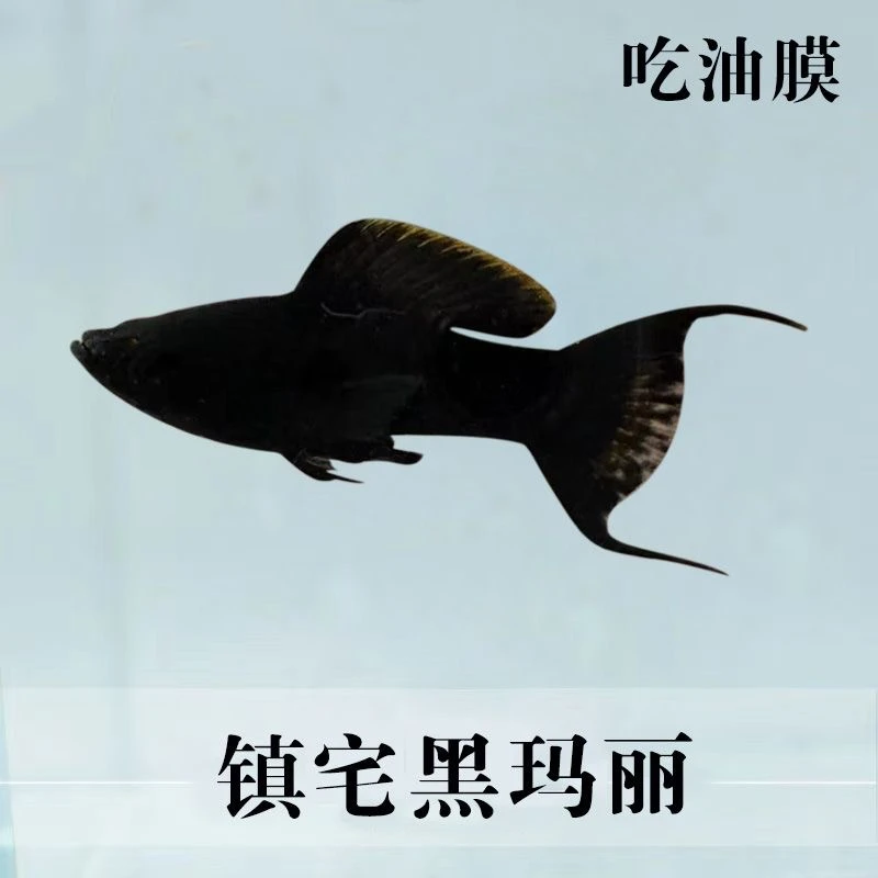 【精品燕尾黑玛丽】黑玛丽燕尾纯种种鱼好看皮实耐活