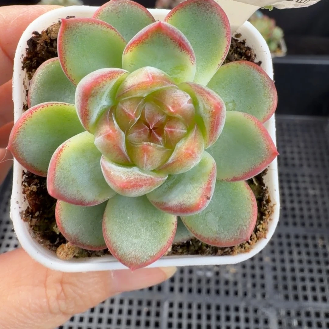 花30捧花群一颗172号