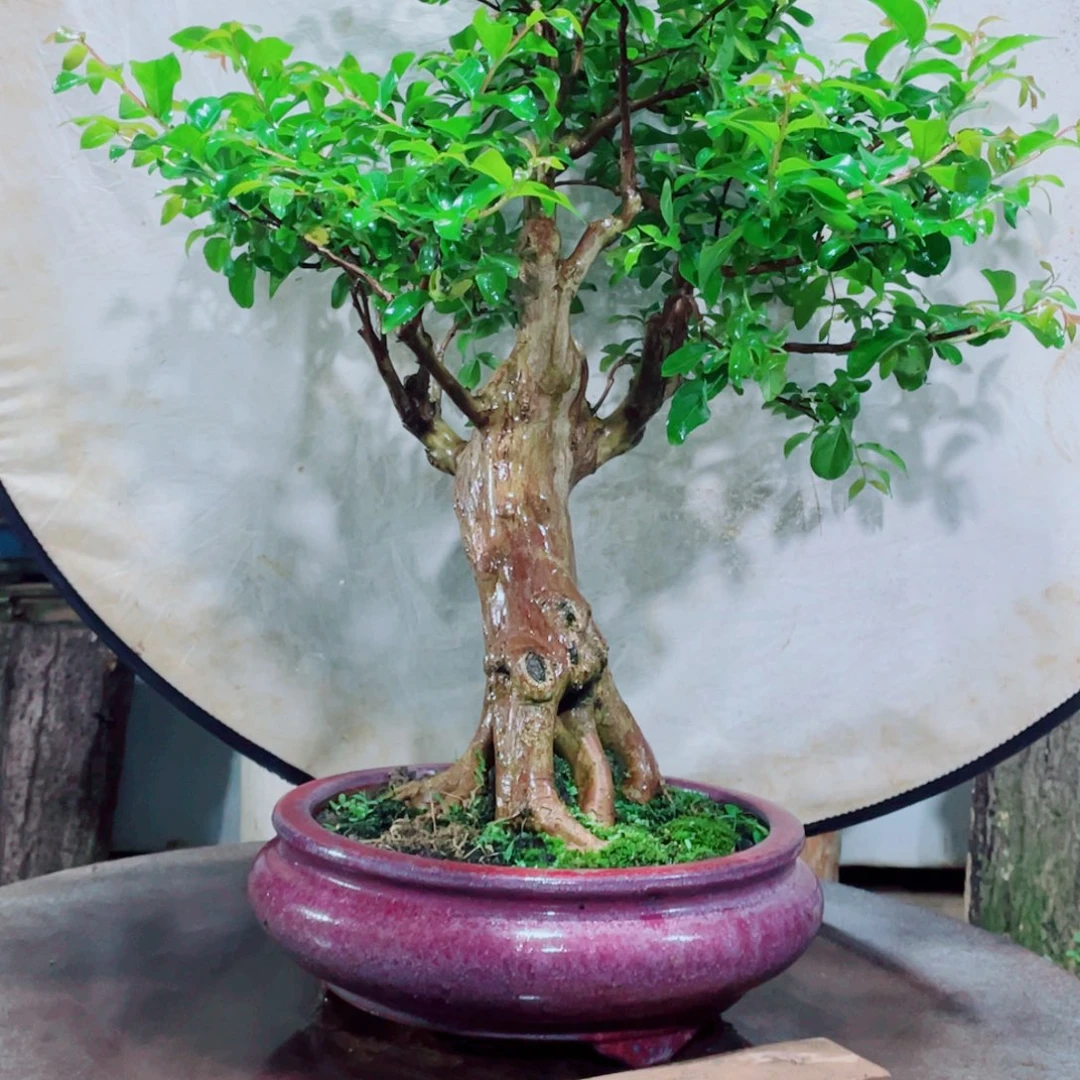 无花朵紫薇紫薇紫薇紫薇