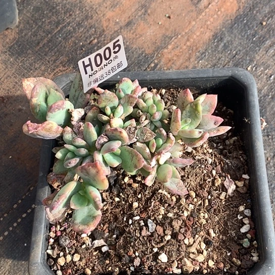芒果美人缀化005 亏本处理7-8天发货