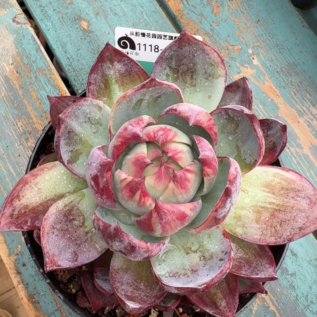 从前慢花园多肉编号1118-190