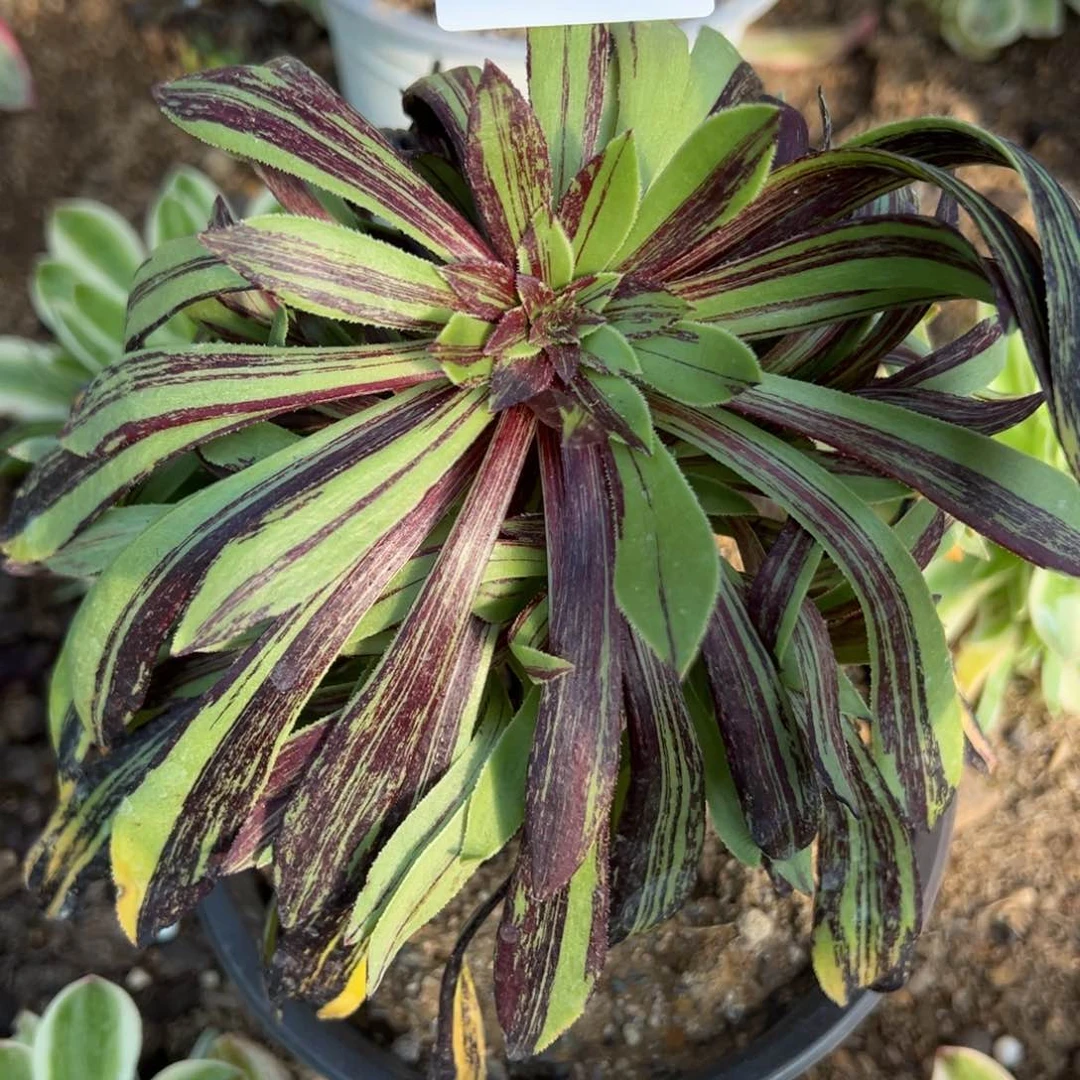 20包邮138水墨丹青量9.9多肉