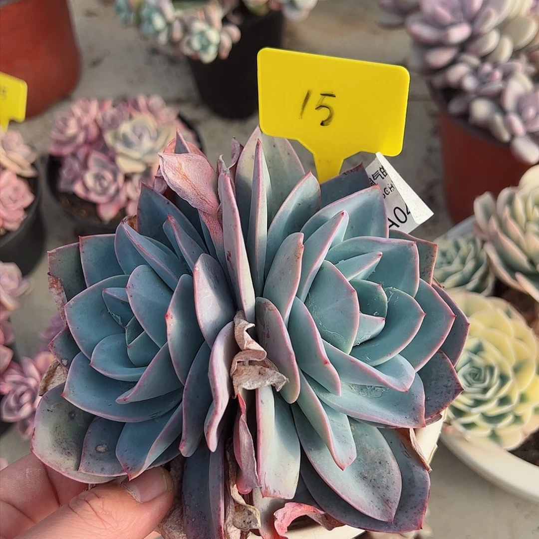 布鲁蓝双头控养老桩