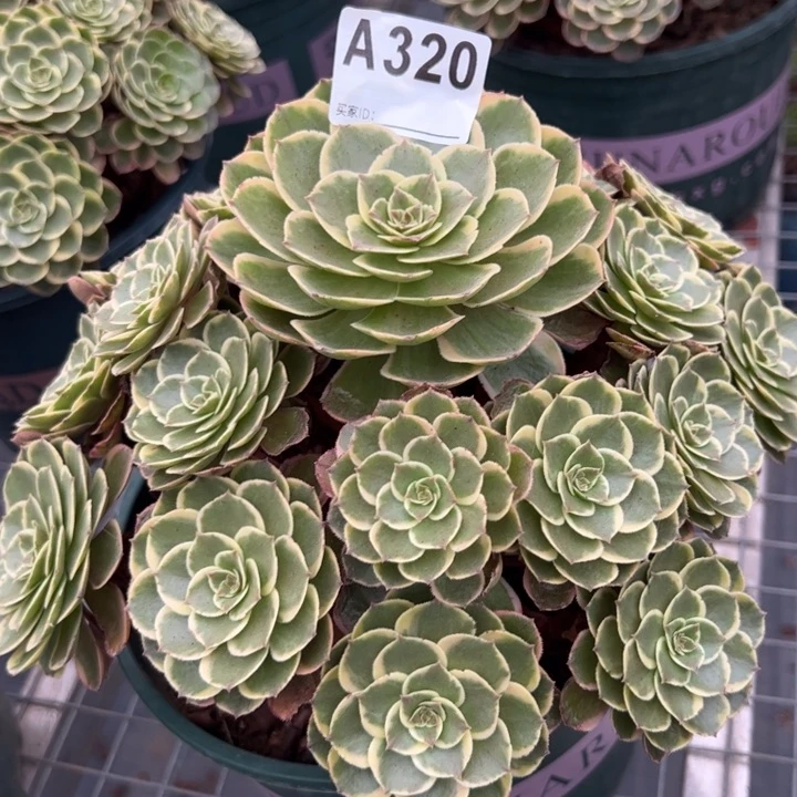 320粉花妖23厘米