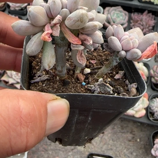 191醉美人缀多肉植物多