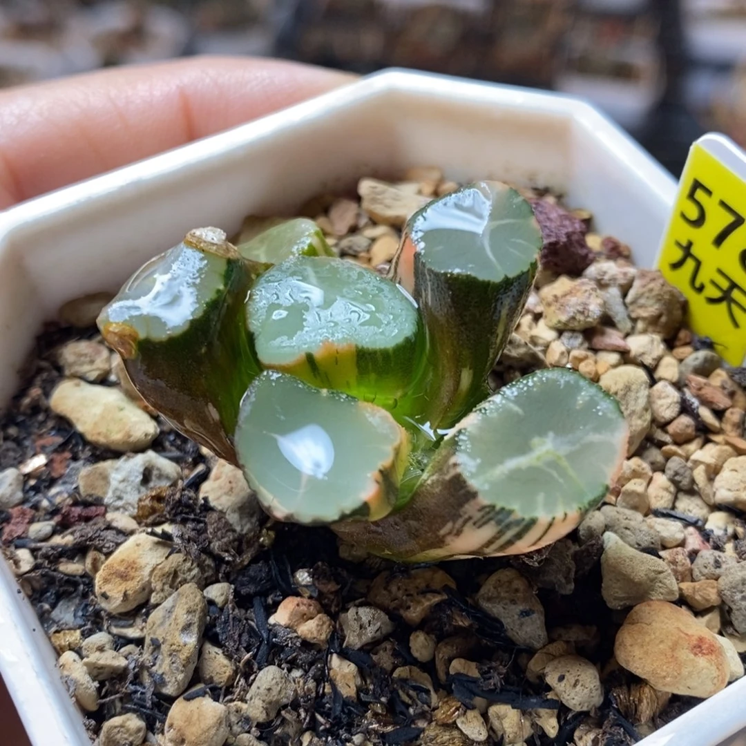 578号山之翠万象锦