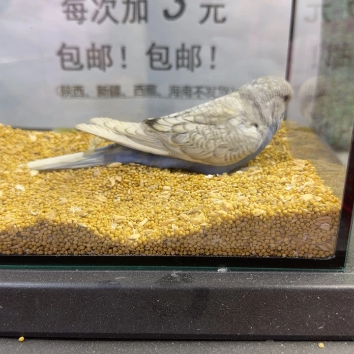 虎皮鹦鹉大头虎皮鹦鹉