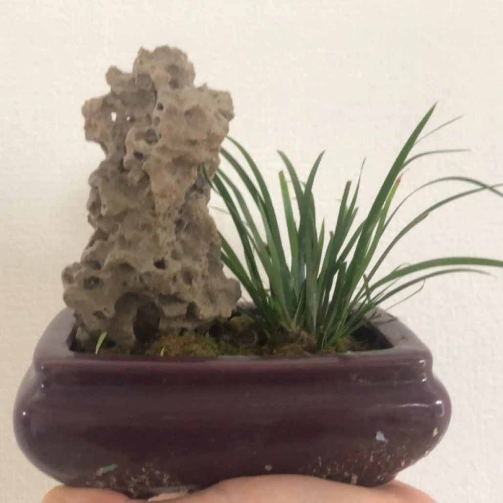 天然太湖石抖音专拍链接