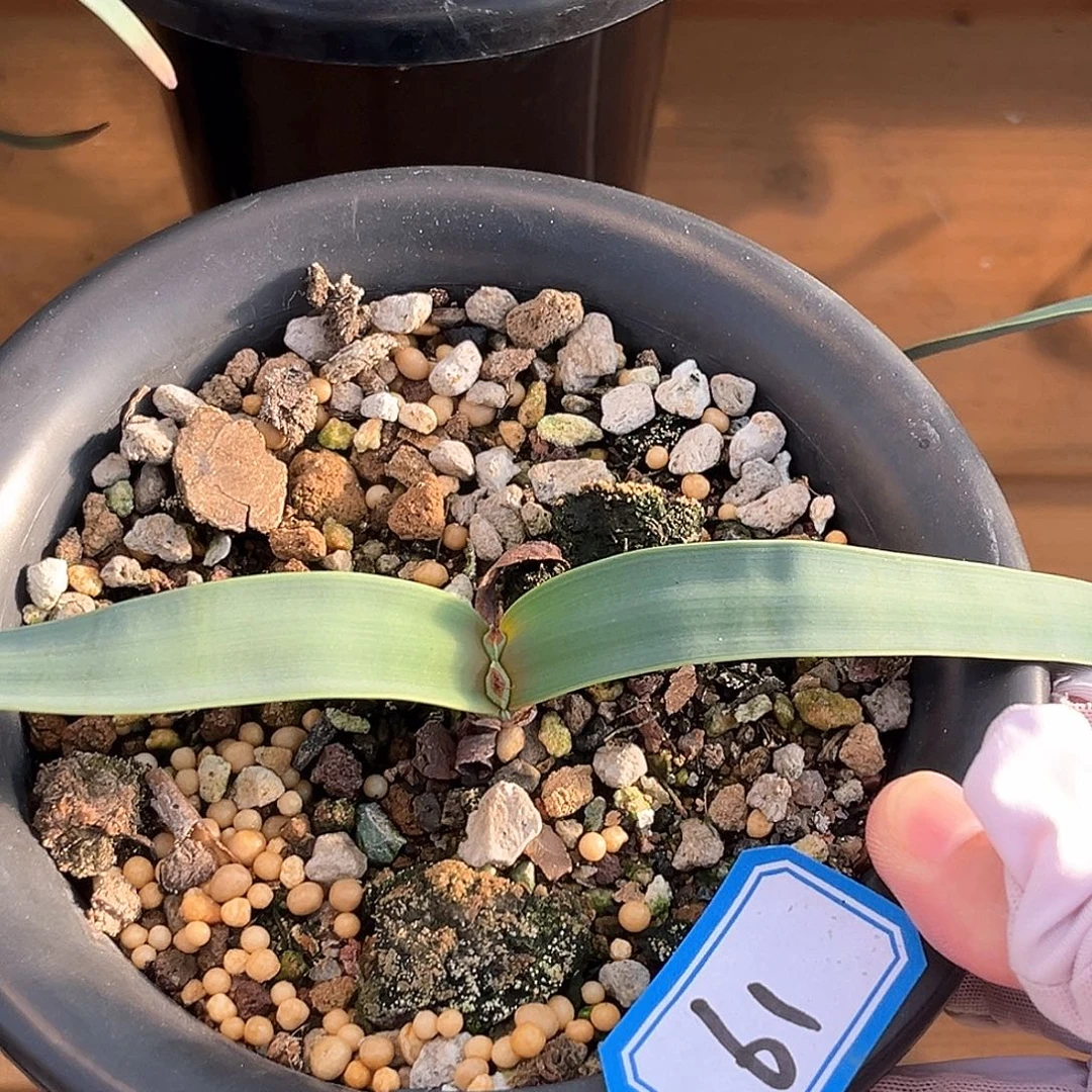 潮流植物百岁兰，61