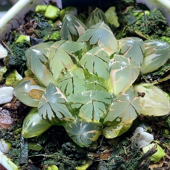 594水晶灯锦一物一拍