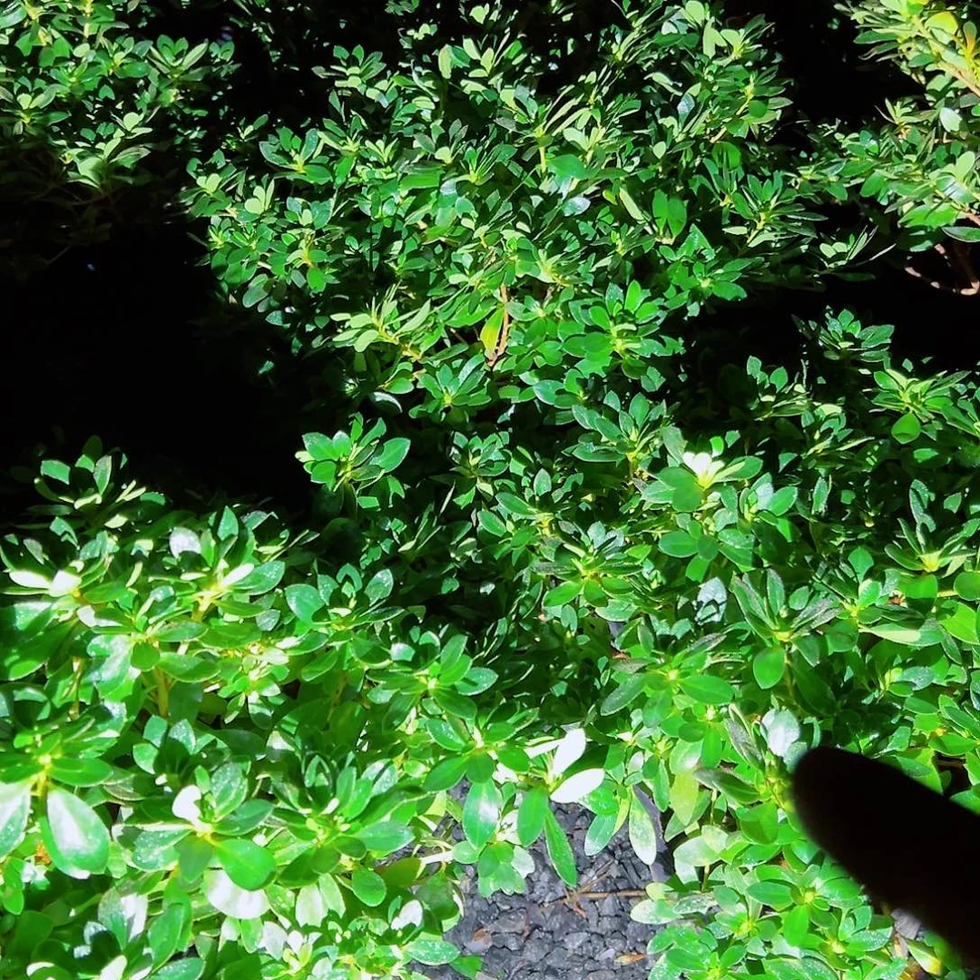 无花朵盆景皋月杜鹃红花重瓣