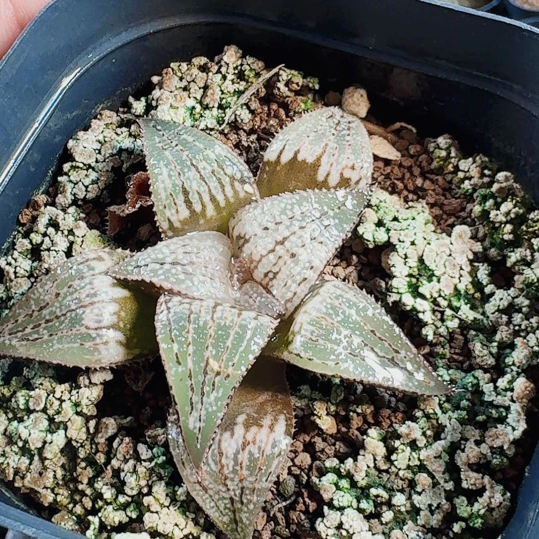 君***兰十二卷实生特选福利