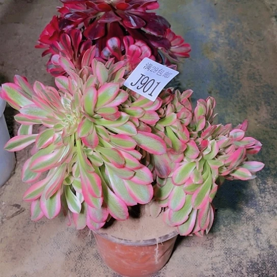 901粉女巫坠多肉植物