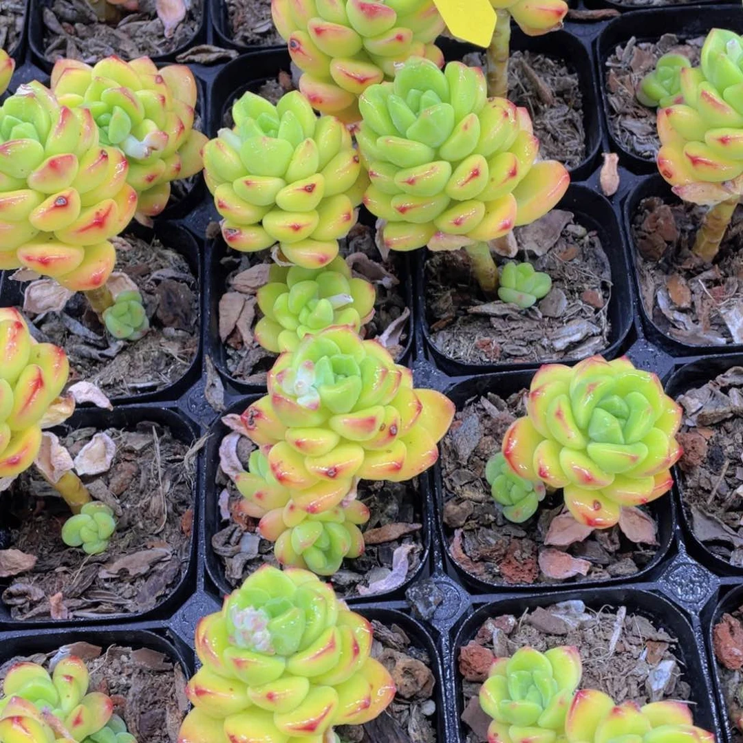 632号老桩柠檬宝石一个