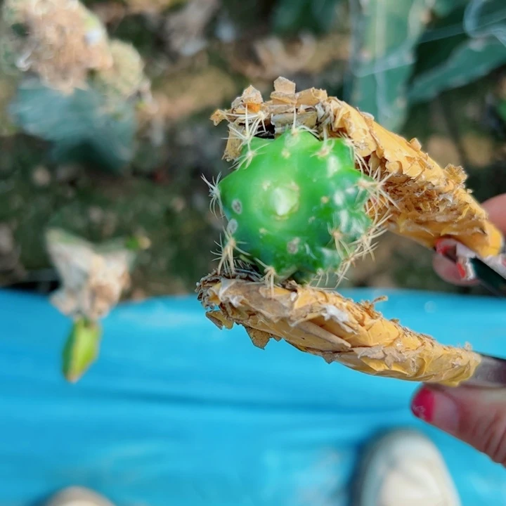 98混荷花歪无根侧芽3公分左右20包邮