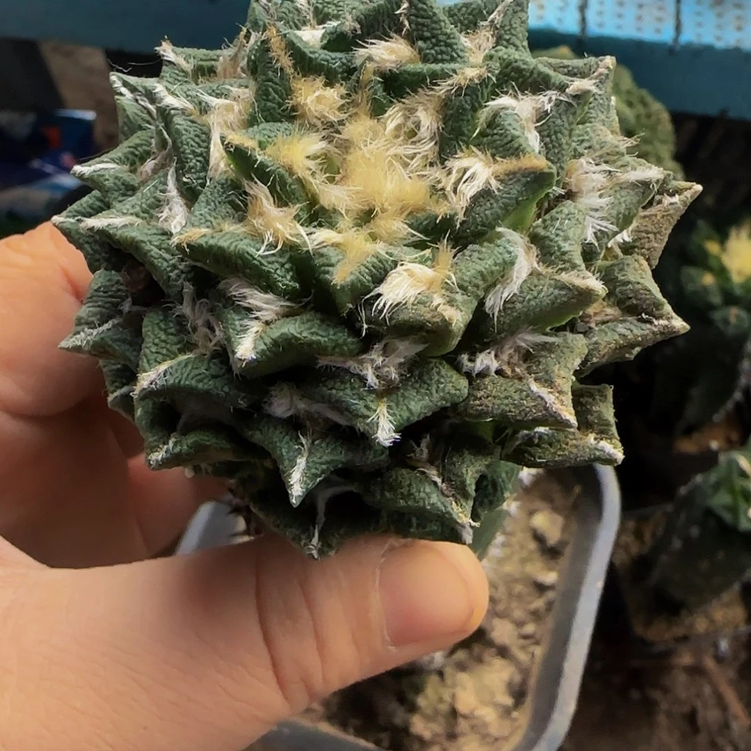 黑牡丹725仙人球开花