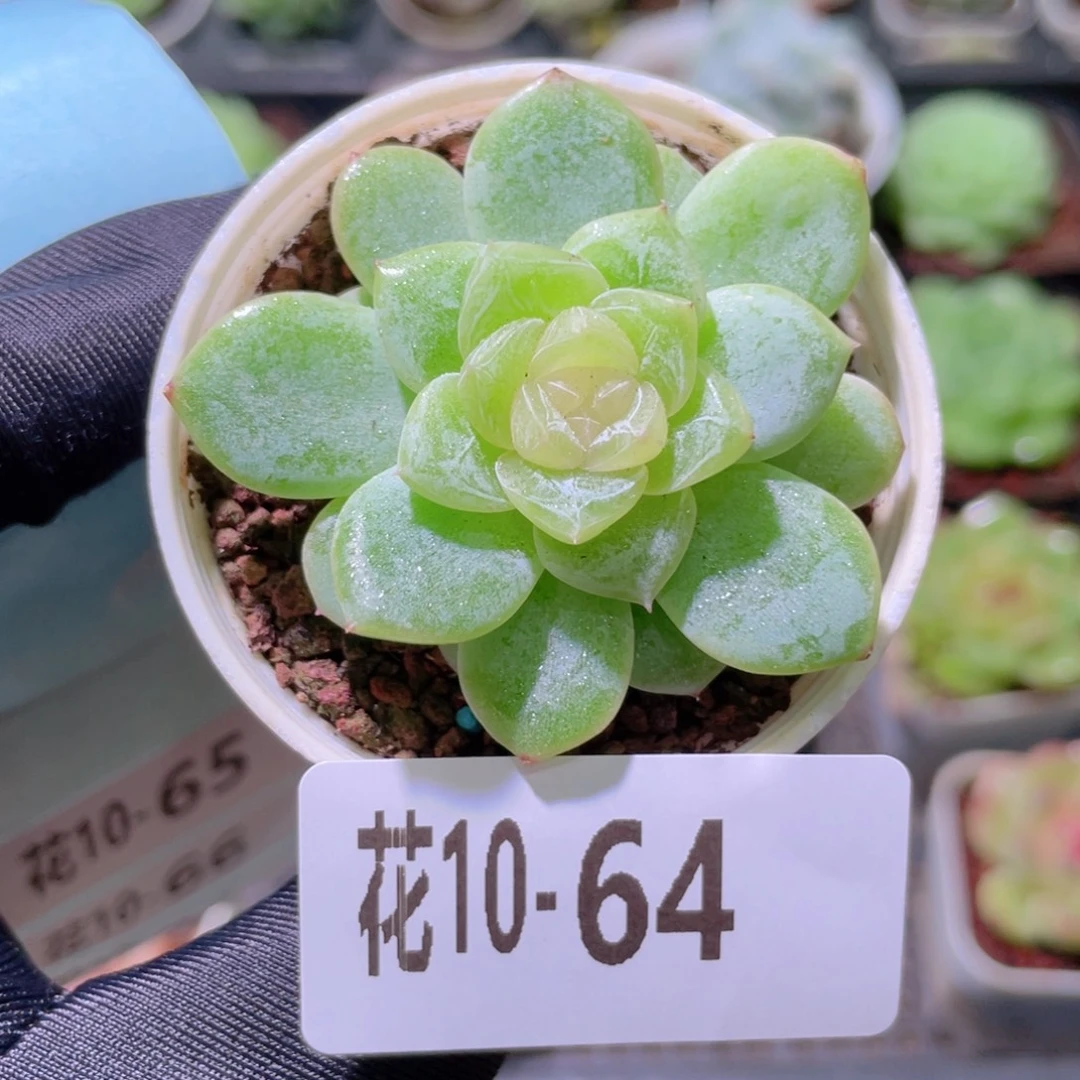花利美10-64冰蕊单头