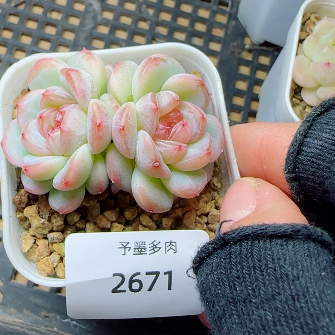 孤品珍妮，2671多肉植物