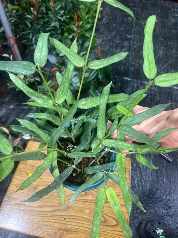 【马达加斯加茉莉锦➕琴叶】球兰盆栽