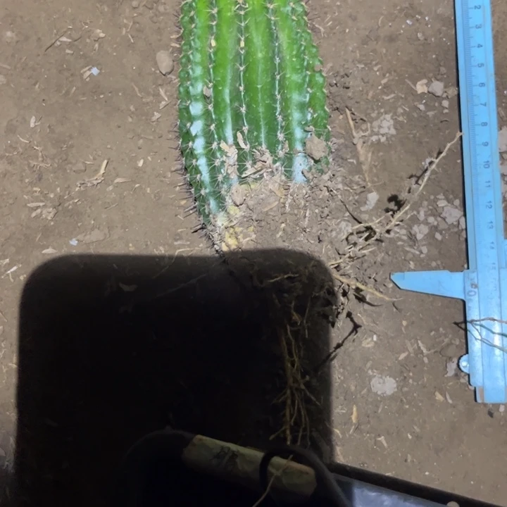 黄秀彩草有根球15公分