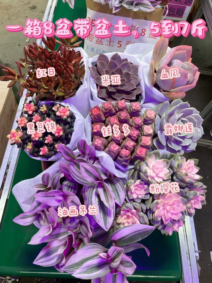 多肉5到7斤 一大箱8大盆 带养殖盆土栽好种好多肉植物绿植吸甲醛