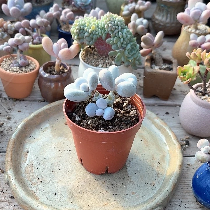 o*ox h d d c g h h h h g g 025